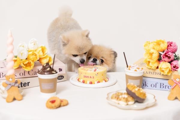cakeshop mille