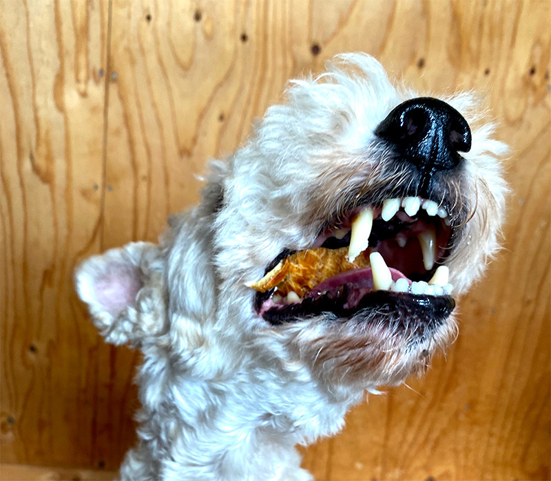 ワンコのためのシュークリーム 犬用ケーキ 6個セット Niko Gifts Sweets Cake Jp