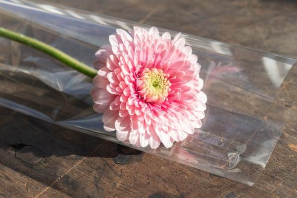 希望 常に前進 前向き の花言葉 ガーベラの一輪ブーケ スマイルカラーのおまかせガーベラ1本ラッピング 約30cm 卒業式 入学式にもピッタリ Youkaen The Store Cake Jp