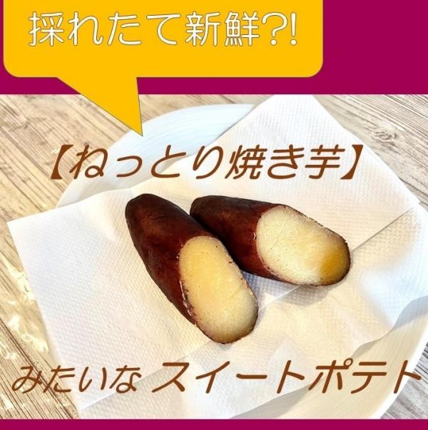 ケーキ屋さんが作った ねっとり焼き芋 みたいなスイートポテト 6個セット お歳暮2025
