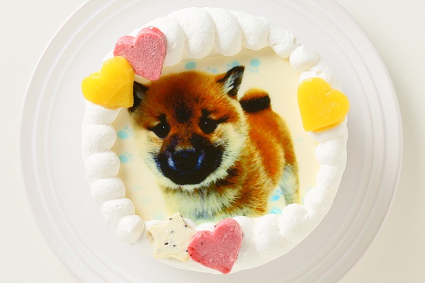 わんちゃん用EWP対応 中型犬用 ワンワン写真ケーキ 5号 15cm 1
