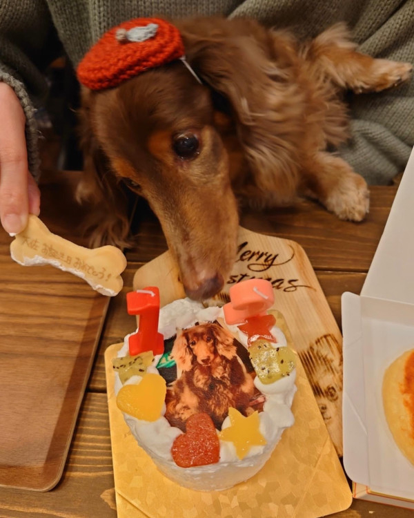 わんちゃん用EWP対応　室内犬用　ワンワン写真ケーキ　3号　9cmの口コミ・評判の投稿画像