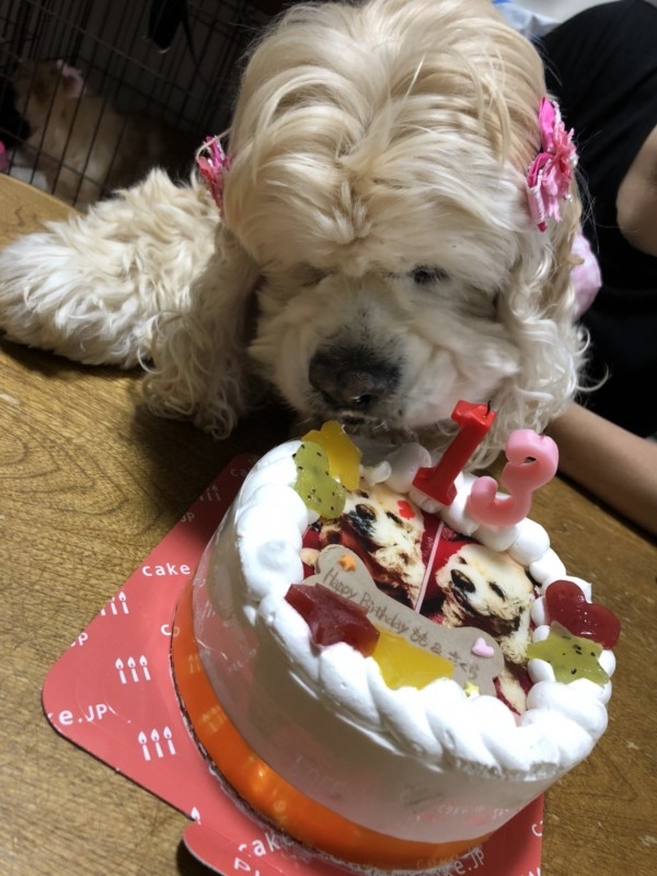わんちゃん用EWP対応 中型犬用 ワンワン写真ケーキ 5号 15cmの口コミ・評判の投稿画像